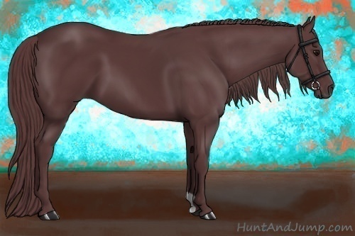 Horse Color:Chocolate Black 