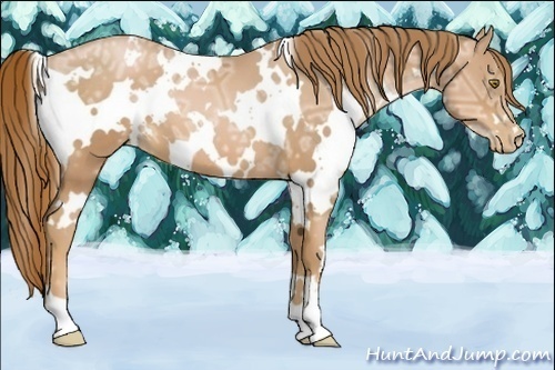 Horse Color:White Spotted Chestnut Ice Pearl