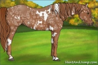 Horse Color:White Spotted Chestnut Ice