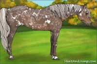 Horse Color:White Spotted Silver Black Ice