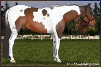 Horse Color:Bay Tobiano 
