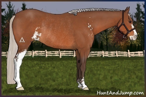 Horse Color:Silver Bay Sabino Rabicano