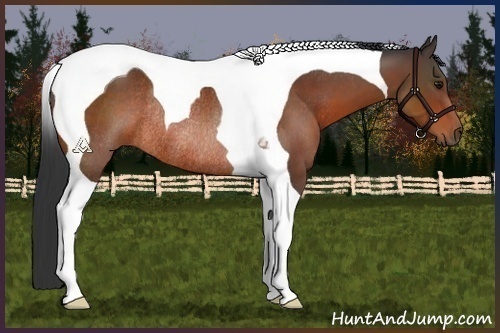 Horse Color:Bay Tobiano Rabicano 