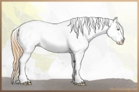 Horse Color:Gold Champagne Appaloosa