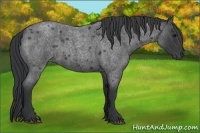 Horse Color:Blue Roan 