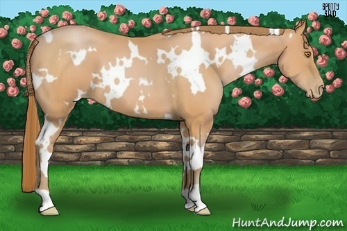 Horse Color:White Spotted Bay Pearl 