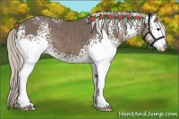 Horse Color:White Spotted Silver Black 