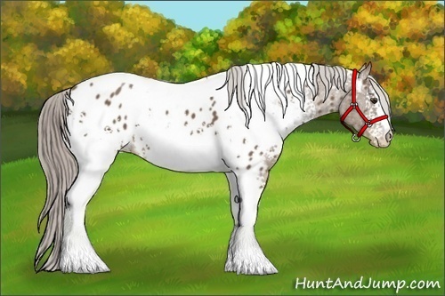 Horse Color:White Spotted Chocolate Palomino Tobiano Appaloosa