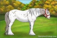 Horse Color:White Spotted Chocolate Palomino Tobiano Appaloosa