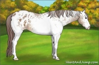 Horse Color:White Spotted Bay Dun Appaloosa 