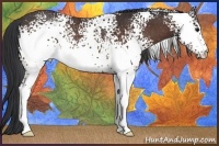 Horse Color:White Spotted Bay Rabicano 