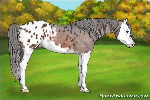 Horse Color:Brown Sabino Splash Blanket 