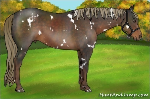 Horse Color:White Spotted Liver Chestnut 