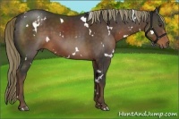 Horse Color:White Spotted Liver Chestnut