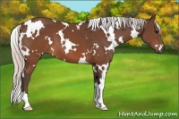 Horse Color:White Spotted Silver Brown