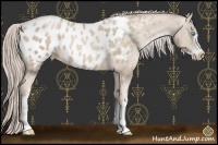 Horse Color:Chocolate Palomino Pearl Sabino Appaloosa 