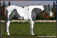 Horse Color:Black Sabino Tobiano 