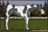 Horse Color:Black Sabino Tobiano 