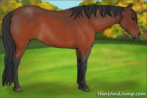 Horse Color:Brown Roan Rabicano