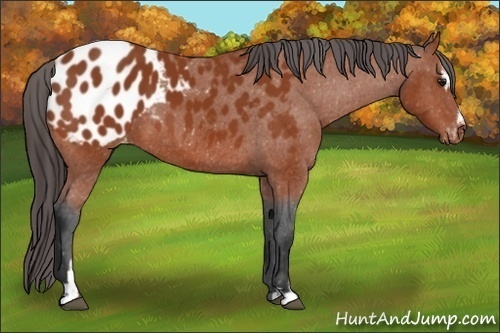 Horse Color:Bay Sabino Appaloosa