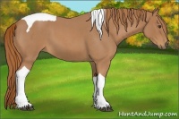 Horse Color:Red Roan Tobiano 