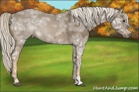 Horse Color:Chocolate Palomino Ice Roan 