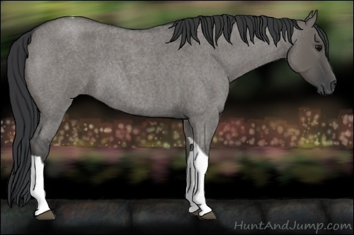 Horse Color:Grullo Roan Tobiano
