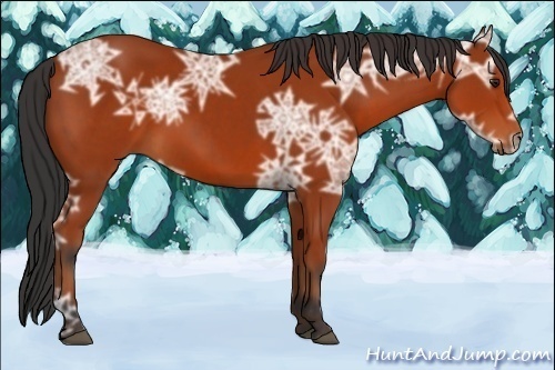 Horse Color:Bay Ice Sabino 