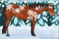 Horse Color:Bay Ice Sabino 