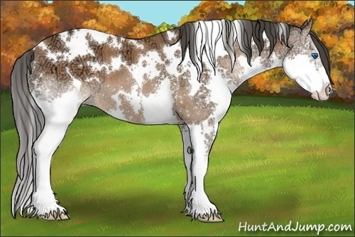 Horse Color:White Spotted Bay Ice Splash 