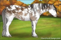 Horse Color:White Spotted Bay Ice Splash 
