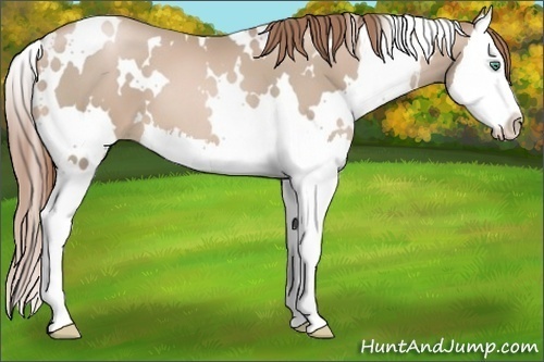 Horse Color:White Spotted Smoky Black Pearl Splash 