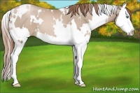 Horse Color:White Spotted Smoky Black Pearl Splash 