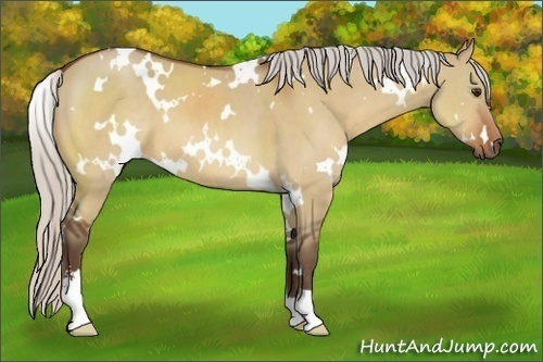 Horse Color:White Spotted Silver Bay Dun Sabino 