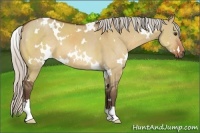 Horse Color:White Spotted Silver Bay Dun Sabino