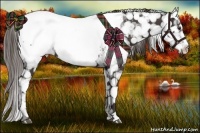 Horse Color:Liver Chestnut Appaloosa 