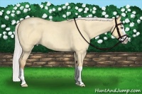 Horse Color:Silver Amber Champagne Roan Dun Splash 