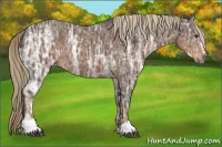 Horse Color:Liver Chestnut Ice Sabino 