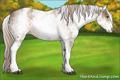 Horse Color:White Spotted Chocolate Palomino Ice 