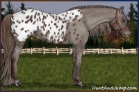 Horse Color:Liver Chestnut Appaloosa 