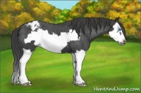 Horse Color:Blue Roan Splash Frame Varnish 