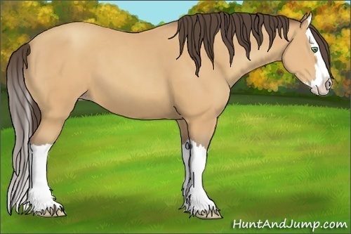 Horse Color:Amber Champagne Splash 