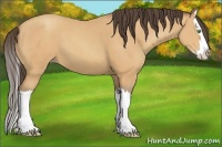 Horse Color:Amber Champagne Splash 