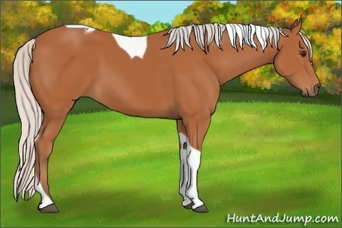 Horse Color:Silver Bay Tobiano Rabicano 