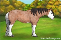 Horse Color:Bay Roan Splash