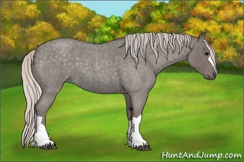 Horse Color:Silver Blue Roan 
