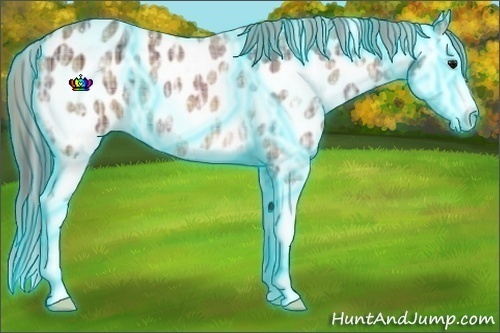 Horse Color:Thunderstruck Plaid Bay Ice Splash Appaloosa