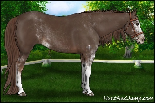 Horse Color:Liver Chestnut Sabino Rabicano 