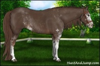 Horse Color:Liver Chestnut Sabino Rabicano 