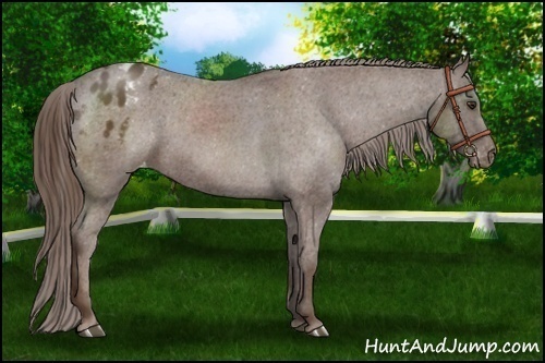 Horse Color:Liver Chestnut Sabino Appaloosa Rabicano 